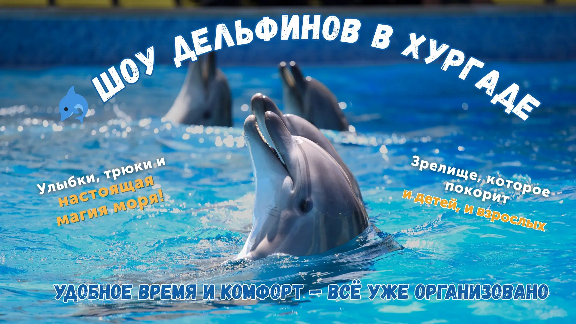 Шоу дельфинов в Хургаде
